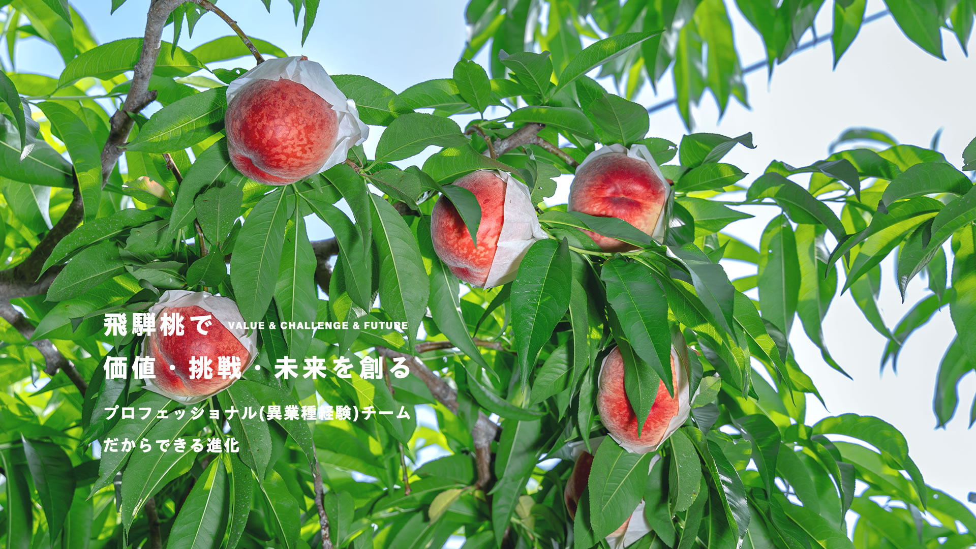 合同会社つむぎ果樹園 4